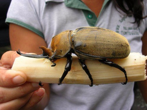 Породы жуков в Арсеньеве | ЗооТом портал о животных