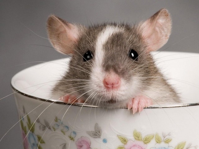 Породы крыс | ЗооТом - продажа, вязка и услуги для животных в Арсеньеве
