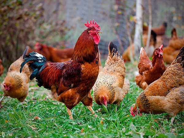 Породы куриц | ЗооТом - продажа, вязка и услуги для животных в Арсеньеве