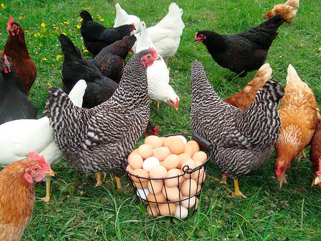 Содержание кур и уход за ними | ЗооТом - продажа, вязка и услуги для животных в Арсеньеве
