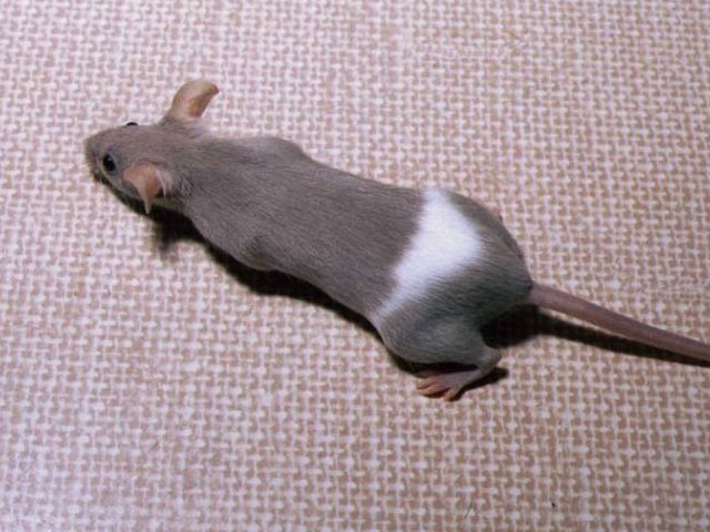 Породы мышей | ЗооТом - продажа, вязка и услуги для животных в Арсеньеве
