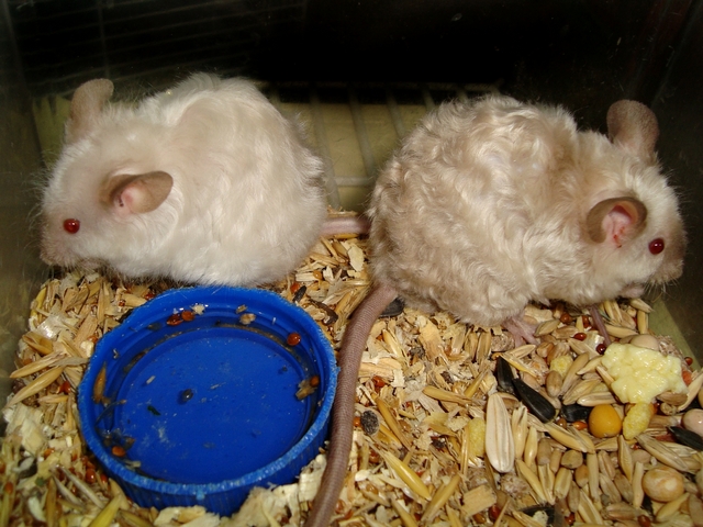 Породы мышей | ЗооТом - продажа, вязка и услуги для животных в Арсеньеве
