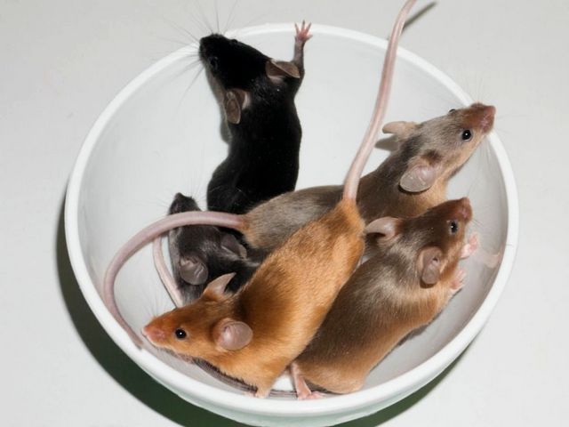 Содержание мышей и уход за ними в Арсеньеве | ЗооТом - продажа, вязка и услуги для животных в Арсеньеве