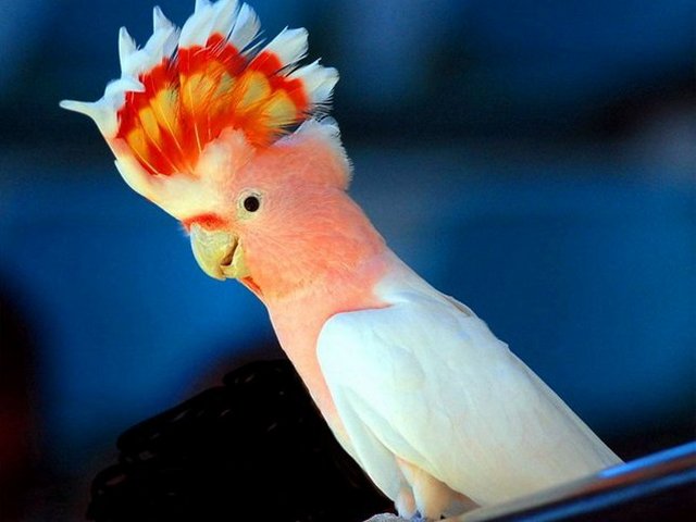 Породы попугаев | ЗооТом - продажа, вязка и услуги для животных в Арсеньеве