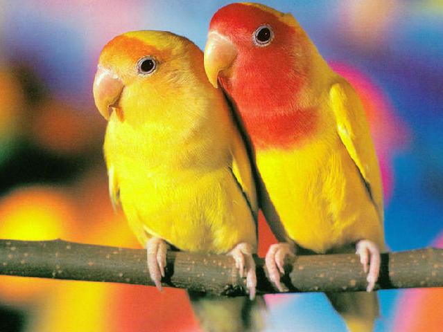 Породы попугаев | ЗооТом - продажа, вязка и услуги для животных в Арсеньеве