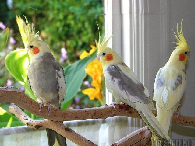 Содержание попугаев и уход за ними | ЗооТом - продажа, вязка и услуги для животных в Арсеньеве