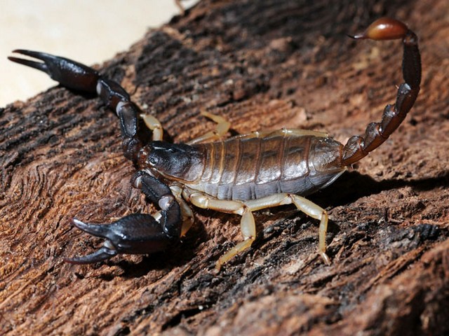 Породы скорпионов в Арсеньеве | ЗооТом портал о животных