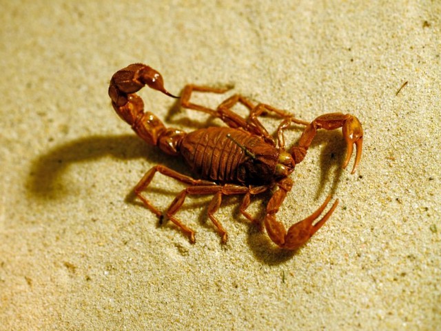 Породы скорпионов в Арсеньеве | ЗооТом портал о животных