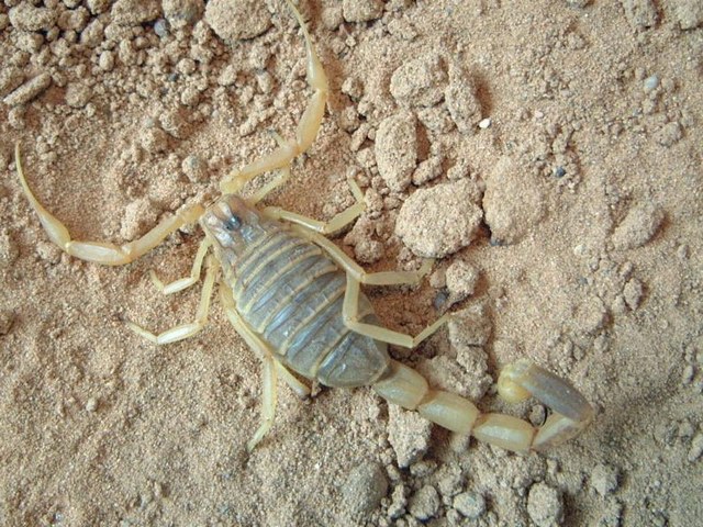 Содержание скорпионов и уход за ними в Арсеньеве | ЗооТом портал о животных