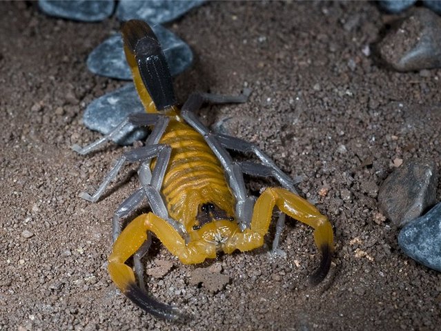 Содержание скорпионов и уход за ними в Арсеньеве | ЗооТом портал о животных
