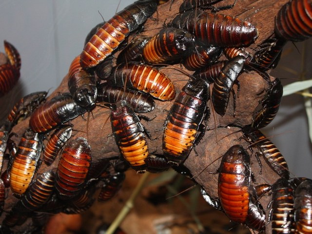 Содержание тараканов и уход за ними в Арсеньеве | ЗооТом портал о животных