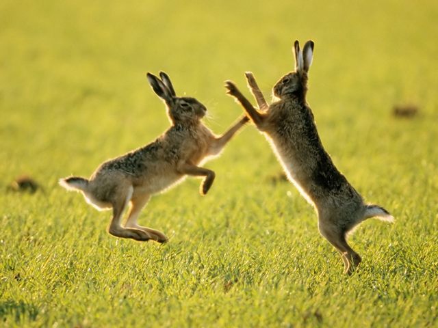 Породы зайцев | ЗооТом - продажа, вязка и услуги для животных в Арсеньеве