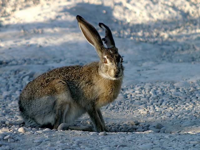 Породы зайцев | ЗооТом - продажа, вязка и услуги для животных в Арсеньеве