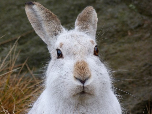 Содержание зайцев и уход за ними | ЗооТом - продажа, вязка и услуги для животных в Арсеньеве