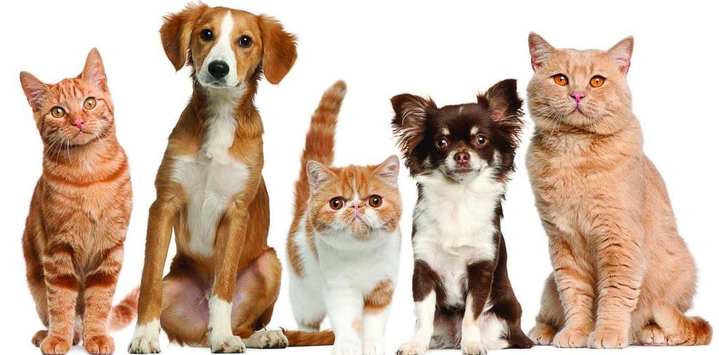 Доска объявлений о животных | ЗооТом - продажа, вязка и услуги для животных в Арсеньеве