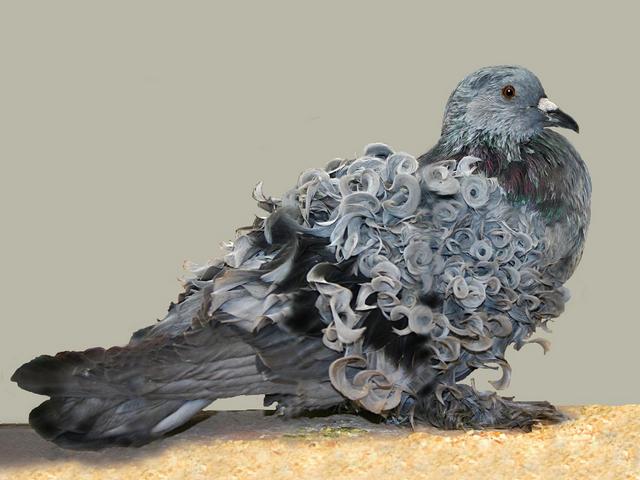 Породы голубей | ЗооТом - продажа, вязка и услуги для животных в Арсеньеве