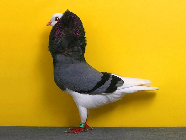 Породы голубей | ЗооТом - продажа, вязка и услуги для животных в Арсеньеве
