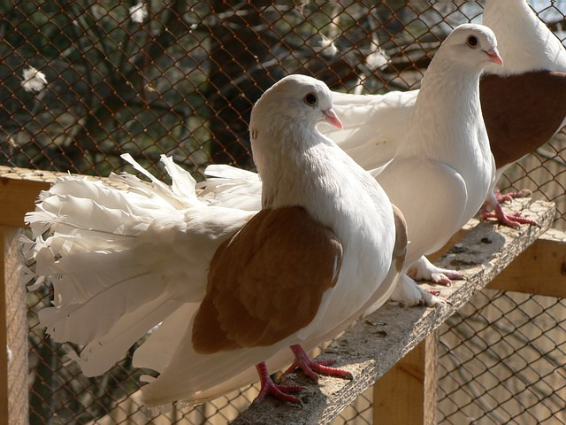 Содержание голубей и уход за ними в Арсеньеве
