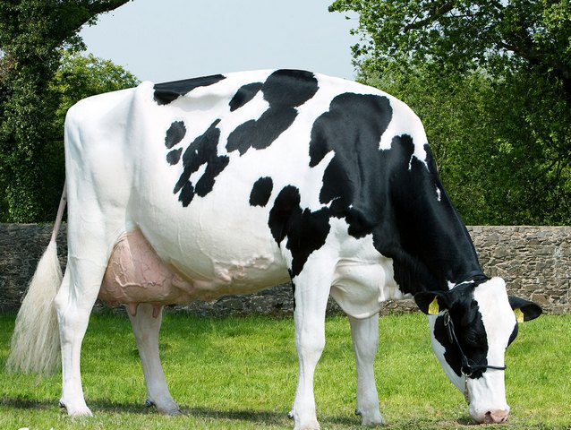 Породы коров в Арсеньеве | ЗооТом портал о животных