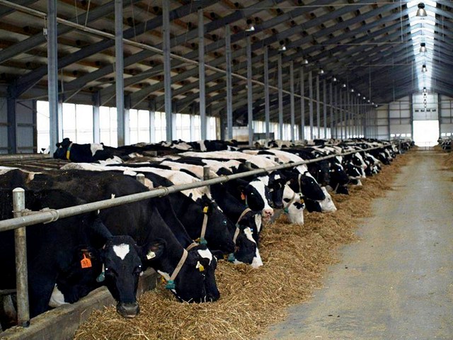 Содержание коров и уход за ними в Арсеньеве | ЗооТом портал о животных