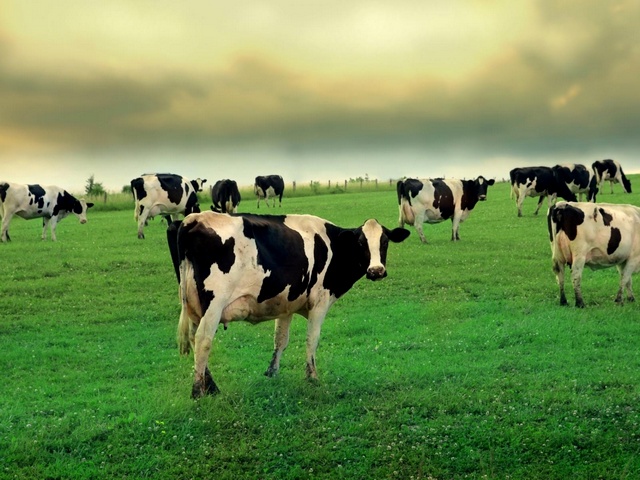 Содержание коров и уход за ними в Арсеньеве | ЗооТом портал о животных