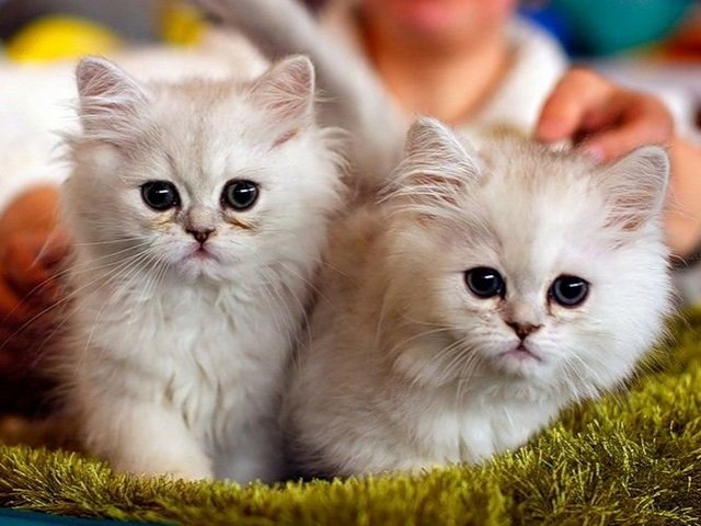 Породы кошек в Арсеньеве | ЗооТом портал о животных