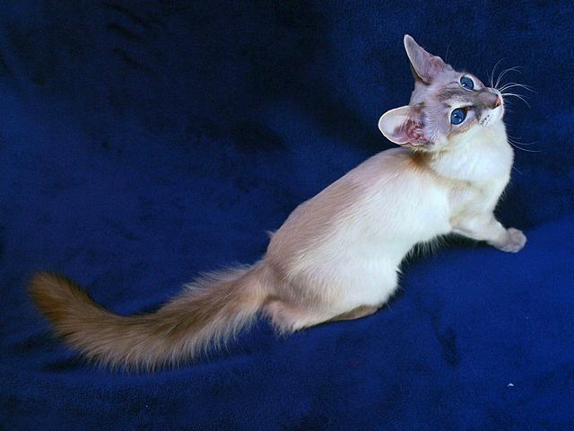 Выведенные породы кошек в Арсеньеве | ЗооТом портал о животных