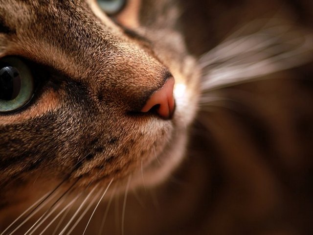 Статьи о кошках в Арсеньеве | ЗооТом портал о животных