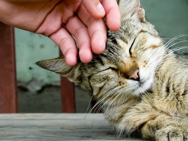 Интересные статьи о кошках в Арсеньеве | ЗооТом портал о животных