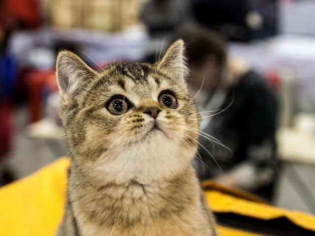 Выставки кошек в Арсеньеве | ЗооТом портал о животных