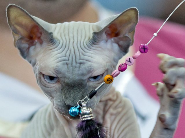 Выставки кошек в Арсеньеве | ЗооТом портал о животных