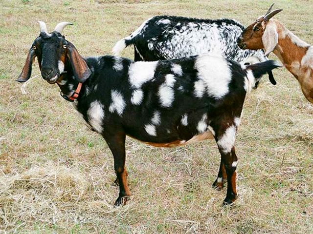 Породы коз в Арсеньеве | ЗооТом портал о животных