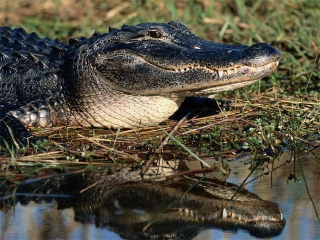 Породы крокодилов в Арсеньеве | ЗооТом портал о животных