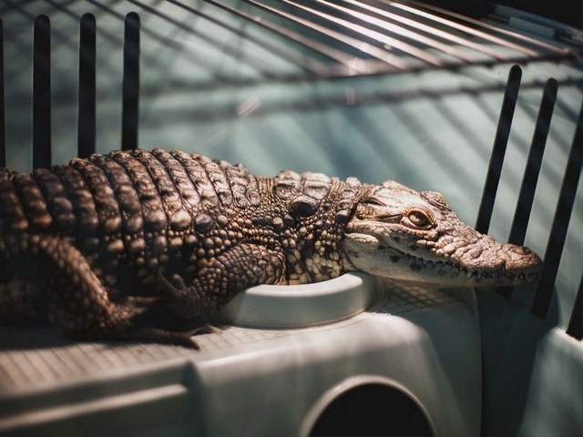 Содержание крокодилов и уход за ними в Арсеньеве | ЗооТом портал о животных