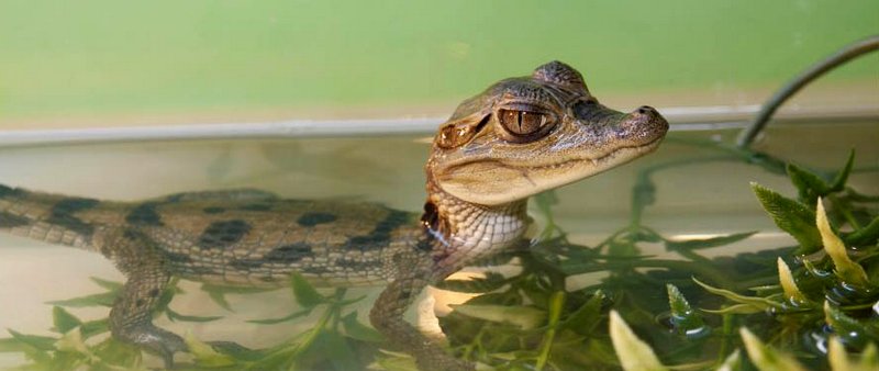 Содержание крокодилов и уход за ними в Арсеньеве | ЗооТом портал о животных