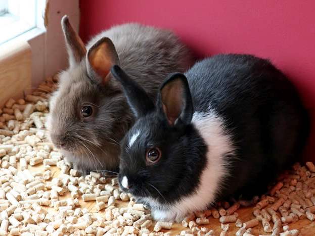 Содержание кроликов и уход за ними в Арсеньеве | ЗооТом портал о животных