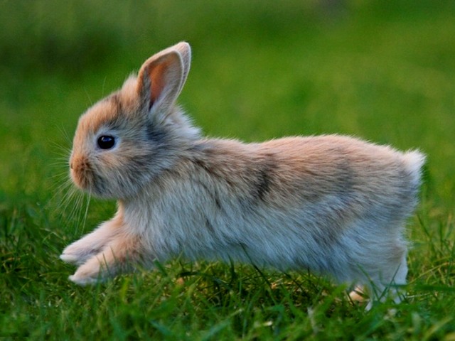 Статьи о кроликах в Арсеньеве | ЗооТом портал о животных