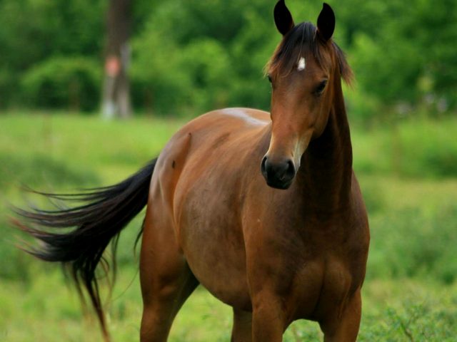 Содержание лошадей и уход за ними в Арсеньеве | ЗооТом портал о животных