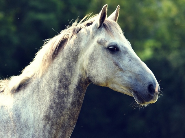 Уход за лошадьми в Арсеньеве | ЗооТом портал о животных
