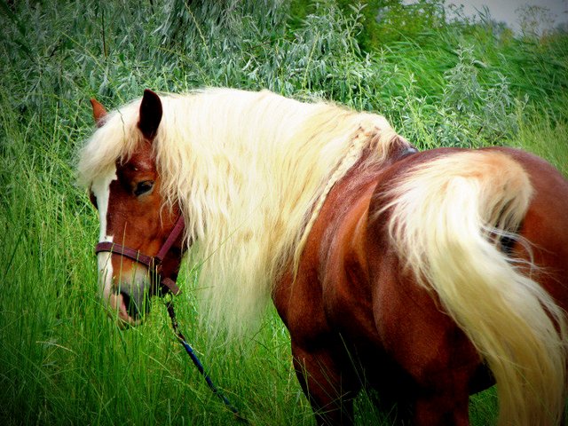 Породы лошадей в Арсеньеве | ЗооТом портал о животных