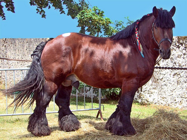 Породы лошадей в Арсеньеве | ЗооТом портал о животных