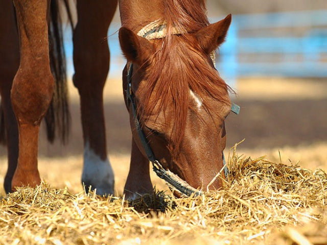 Содержание лошадей в Арсеньеве | ЗооТом портал о животных