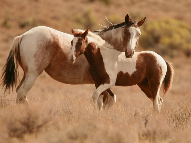 Интересные факты лошадях в Арсеньеве | ЗооТом портал о животных