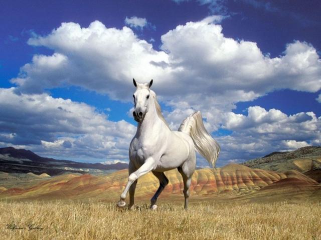 Статьи о лошадях в Арсеньеве | ЗооТом портал о животных