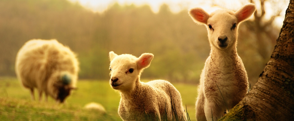 Объявления о сельскохозяйственных животных | ЗооТом - продажа, вязка и услуги для животных в Арсеньеве