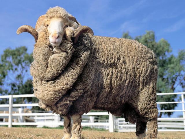 Породы овец в Арсеньеве | ЗооТом портал о животных