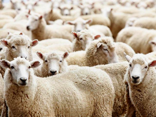 Породы овец в Арсеньеве | ЗооТом портал о животных