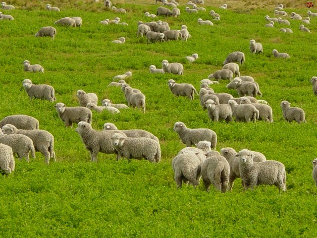 Содержание овец и уход за ними в Арсеньеве | ЗооТом портал о животных
