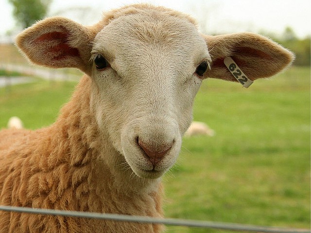 Статьи об овцах в Арсеньеве | ЗооТом портал о животных