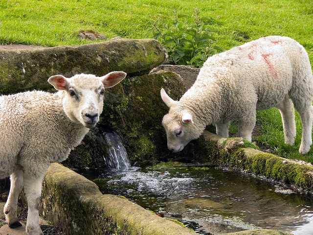 Статьи об овцах в Арсеньеве | ЗооТом портал о животных